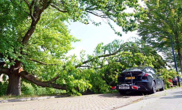 2025-08-04_Meesters_Multi_Media_Foto`s_Grote_Tak_Breekt_Uit_Boom_En_Valt_Op_Auto`s_Molhuysensingel_Vught2