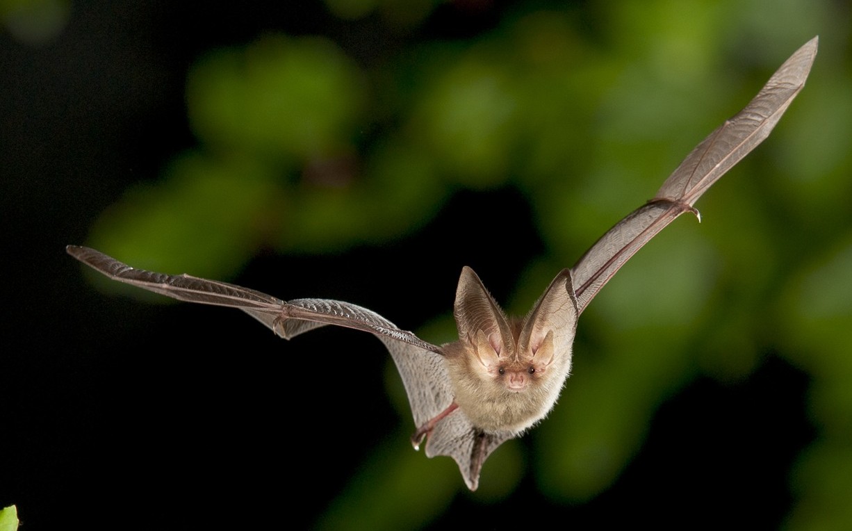 Gewone grootoorvleermuis; Brown long-eared bat; Plecotus auritus