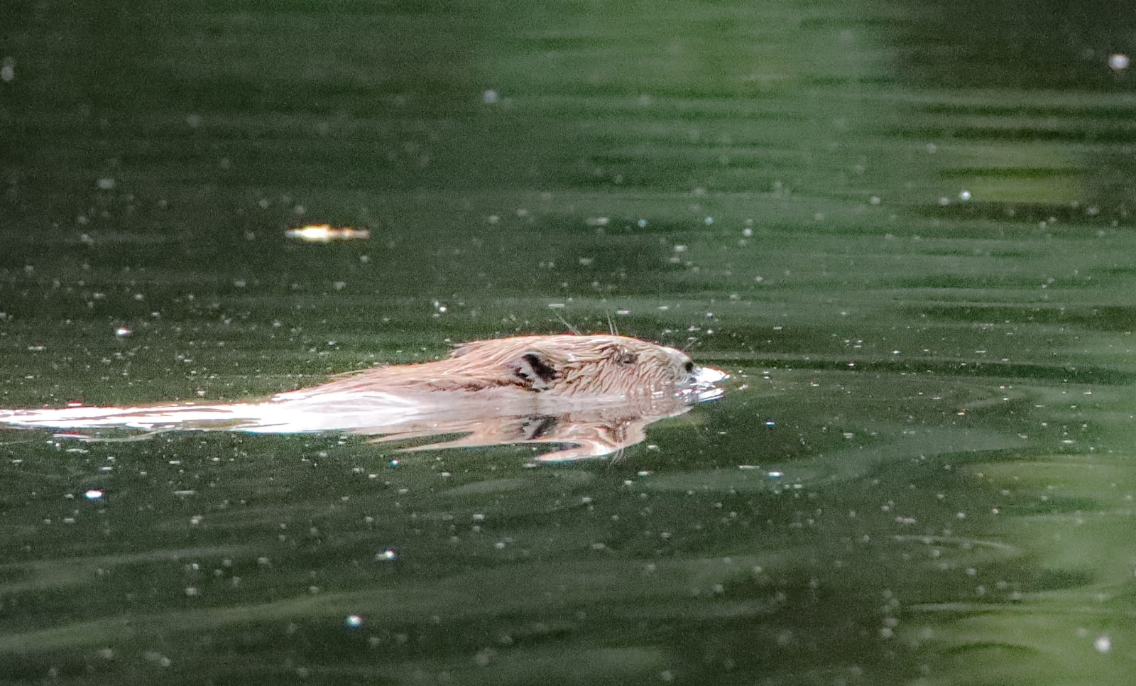 NM IVN Vught bever 25aug26
