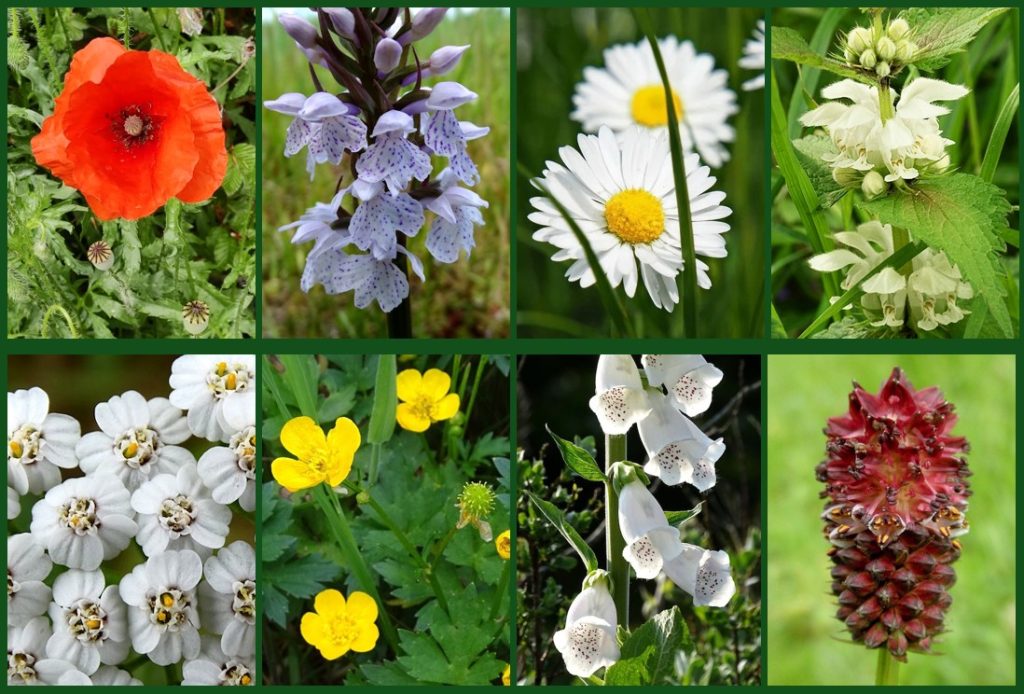 IVN/Natuur- en Mileugroep Vught