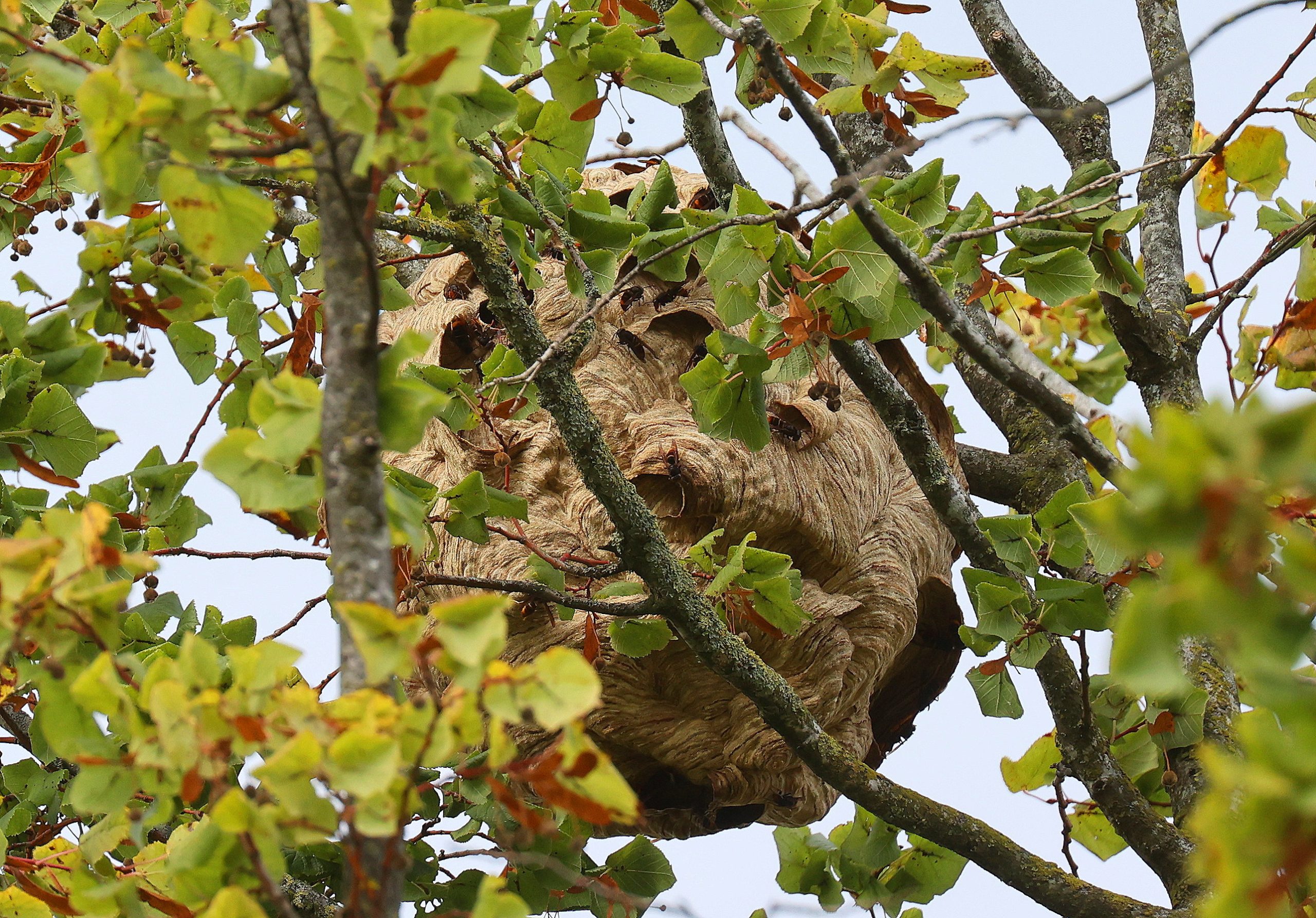 Aziatische hoornaars Vught 16sep26 BartM (1)